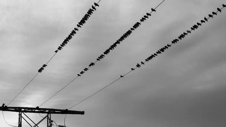 Aves sobre un tendido eléctrico. ARCHIVO