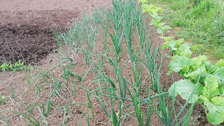 Una huerta con cebollas y acelgas plantadas. Europa Press.