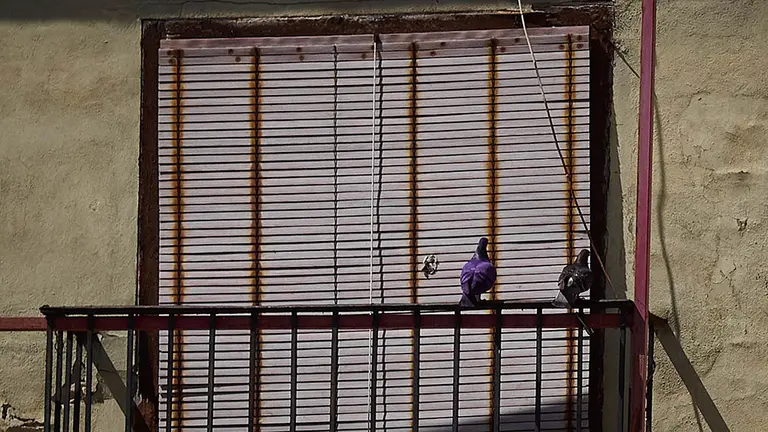 Unas palomas se posan en la barandilla de un balcón en la Plaza del Castillo de Pamplona en el segundo día de desconfinamiento de las medidas adoptadas por el Gobierno de España según el Estado de Alarma por COVID-19. En Pamplona, Navarra, a 3 de mayo de 2020.

Unas palomas se posan en la barandilla de un balcón en la Plaza del Castillo de Pamplona en el segundo día de desconfinamiento de las medidas adoptadas por el Gobierno de España según el Estado de Alarma por COVID-19. En Pamplona, Navarra, a 3 de mayo de 2020.


3/5/2020