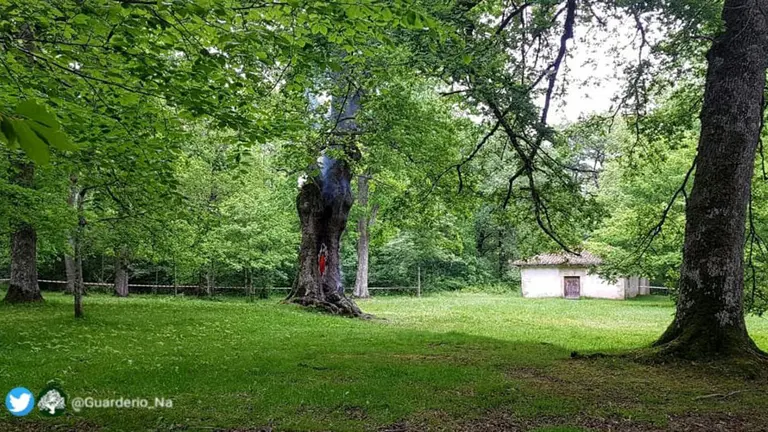 Interior de un roble ardiendo junto a la ermita de San Pedro entre Alsasua y Urdiáin. @Guarderio_Na