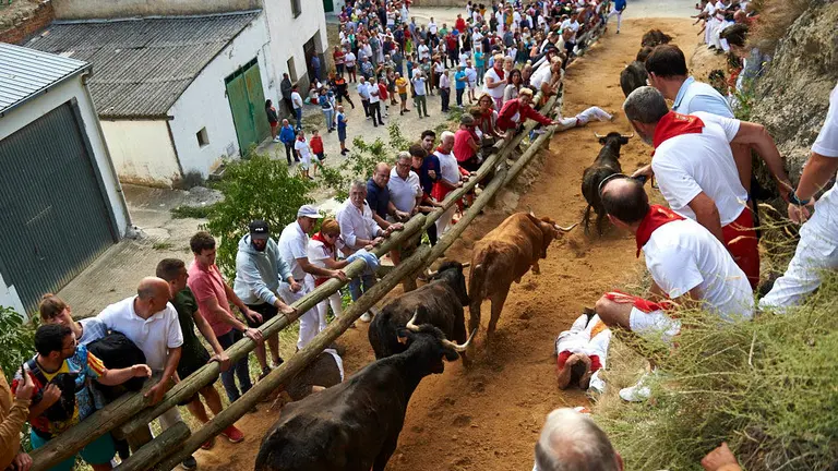 Quinto encierro de El Pilón de las fiestas de Falces 2019 con las vacas de la ganadería Adrián Dominguez (Funes). MIGUEL OSÉS