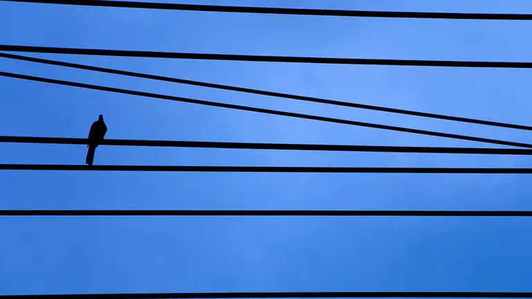 Dibujo de un pájaro sobre cables azules.