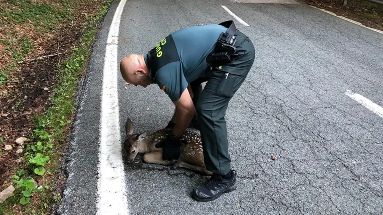 Agente de la Guardia Civil con la cría de ciervo - GUARDIA CIVIL