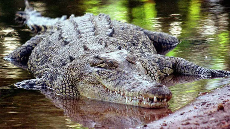 Un cocodrilo en un río. Foto El Español.