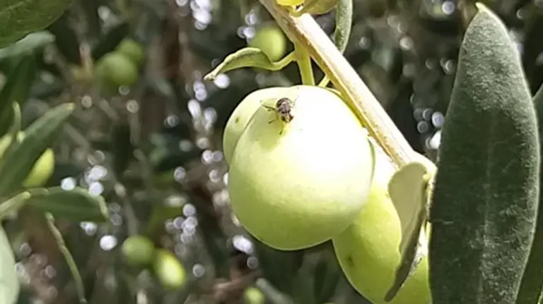 La mosca del olivo causa estragos en el Trujal Mendía de Arróniz. Cedida.
