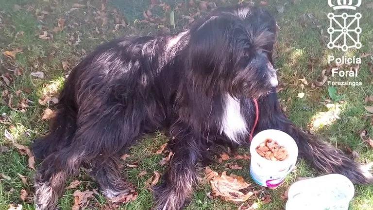El perro abandonado en proceso de recuperación. POLICÍA FORAL