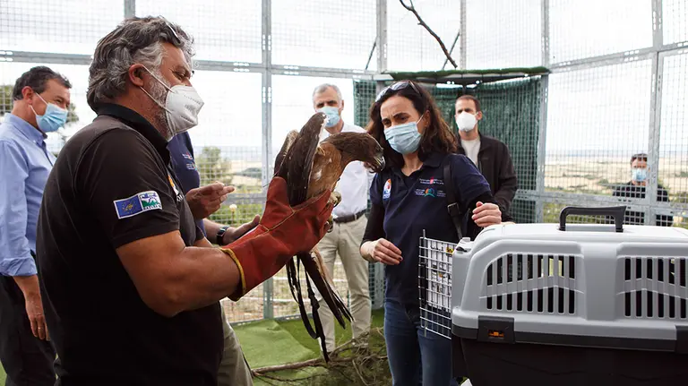 Uno de los cinco pollos de águila de Boneli en Cáseda. Cedida.