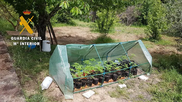 Plantación de marihuana hallada en una finca de la comarca de Puente la Reina. GUARDIA CIVIL