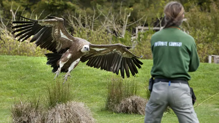 Exhibición de vuelo de rapaces en Sendaviva. CEDIDA