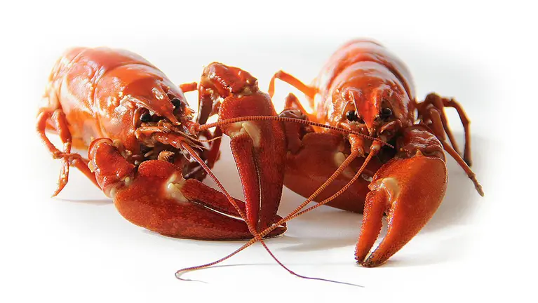 Unos cangrejos de río GOBIERNO DE NAVARRA