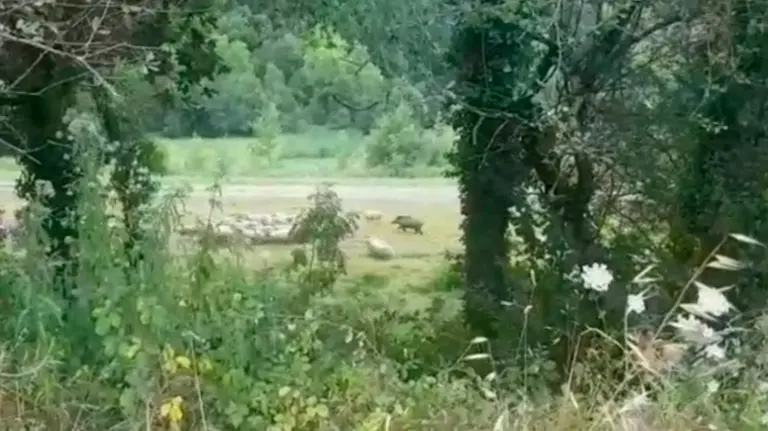 Ataque de un jabalí a un rebaño de ovjeas de una quesería de Idiazábal