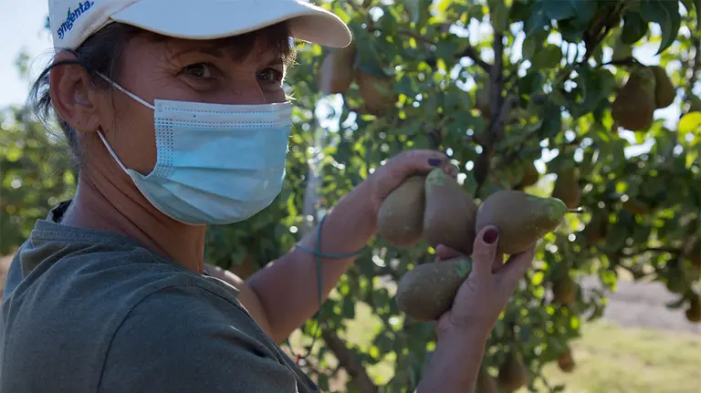 Pruebas PCR a las y los trabajadores temporeros