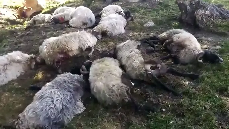 Varias ovejas muertas tras ser alcanzada por un rayo de una tormenta en la zona de Sorogain, en el Valle de Erro
