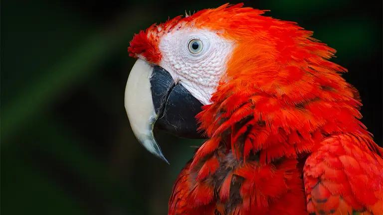 Imagen de archivo de un loro