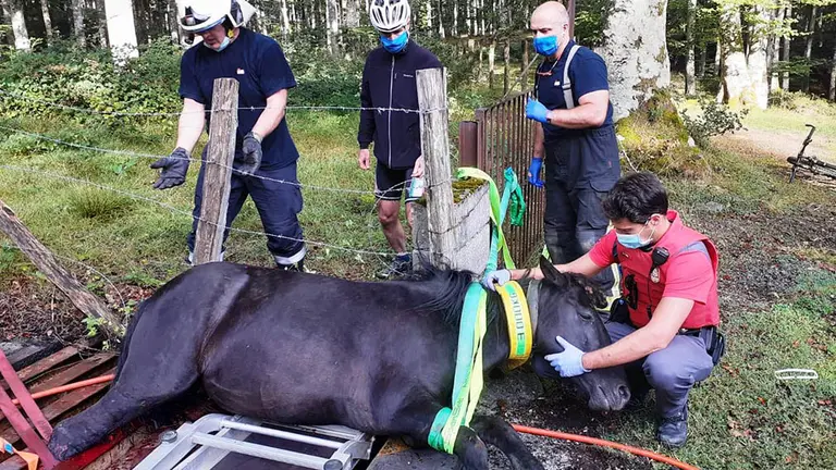 Agentes de la Policía Foral y bomberos trabajar para desatrapar a la yegua que ha metido sus dos patas traseras en un paso canadiense. FOTOS: BOMBEROS Y POLICÍA FORAL