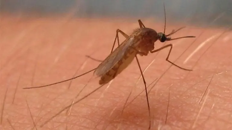 Culex pipiens, mosquito del virus del Nilo Occidental en América del Norte. EP