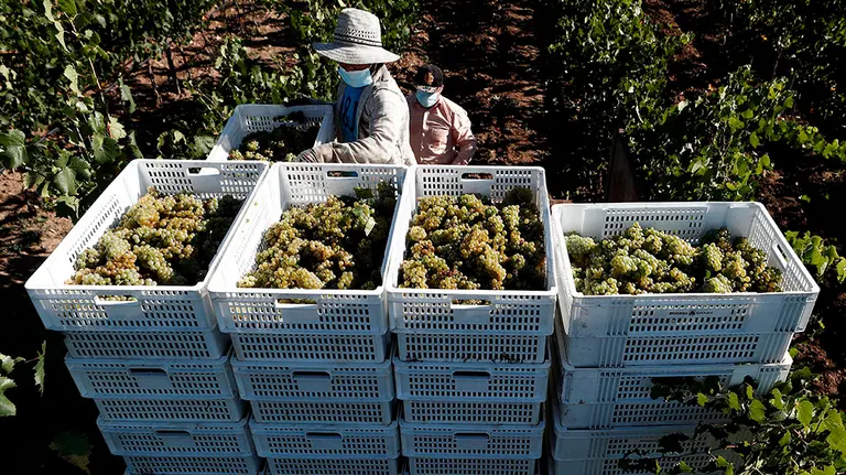 GRAFCAV8255. OTAZU (NAVARRA), 25/08/2020.- La Denominaci&oacute;n de Origen Navarra ha comenzado una de las vendimias m&aacute;s tempranas de la historia, con nueve d&iacute;as de adelanto respecto a la campa&ntilde;a del a&ntilde;o pasado y con la previsi&oacute;n de recoger cerca de 77 millones de kilos de uvas, un 35% m&aacute;s que en 2019, las abundantes lluvias acaecidas en invierno y en primavera han proporcionado a la tierra y a la vi&ntilde;a las suficientes reservas h&iacute;dricas para afrontar y completar todo el ciclo. Bodegas Otazu continua la recogida con la variedad de uva blanca: Chardonnay, donde sus trabajadores guardan el protocolo de seguridad para prevenir posibles contagios por el COVID-19.  EFE/ Jes&uacute;s Diges
