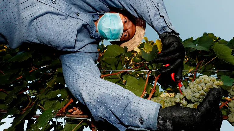 GRAFCAV8241. OTAZU (NAVARRA), 25/08/2020.- La Denominación de Origen Navarra ha comenzado una de las vendimias más tempranas de la historia, con nueve días de adelanto respecto a la campaña del año pasado y con la previsión de recoger cerca de 77 millones de kilos de uvas, un 35% más que en 2019, las abundantes lluvias acaecidas en invierno y en primavera han proporcionado a la tierra y a la viña las suficientes reservas hídricas para afrontar y completar todo el ciclo. Bodegas Otazu continua la recogida con la variedad de uva blanca: Chardonnay, donde sus trabajadores guardan el protocolo de seguridad para prevenir posibles contagios por el COVID-19.  EFE/ Jesús Diges
