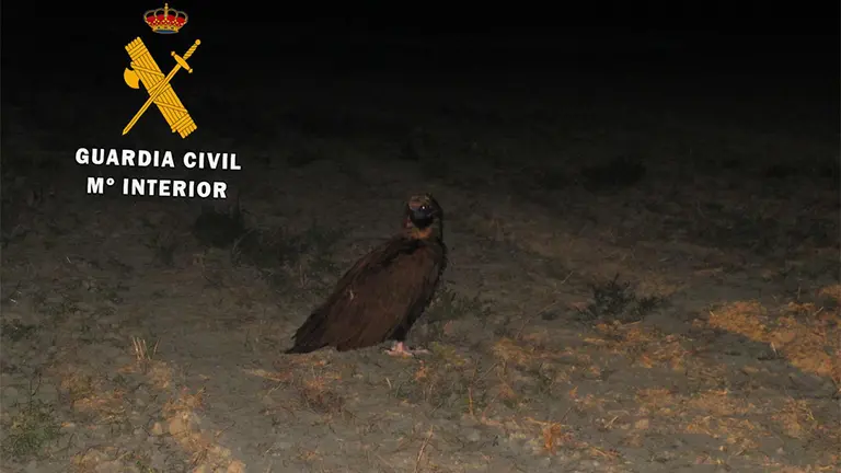 Buitre herido en el paraje La Sarda de la localidad de Lerin. GUARDIA CIVIL