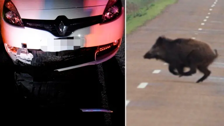 Montaje entre un accidente en Navarra por el atropello de animal y un jabalí cruzando una carretera. NAVARRA.COM