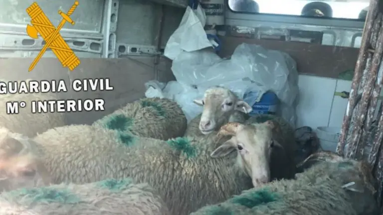 Propuesto para sanción por transportar ocho corderos en el interior de una furgoneta. GUARDIA CIVIL