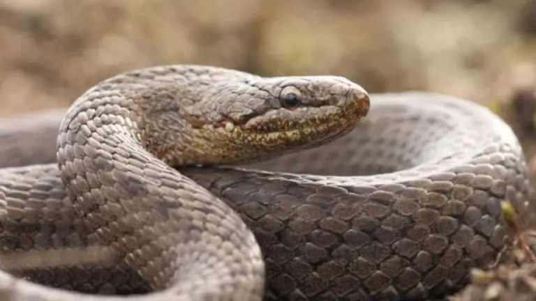 Una serpiente ARCHIVO