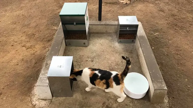 Punto de alimentación de gatos urbanos en Pamplona. CEDIDA