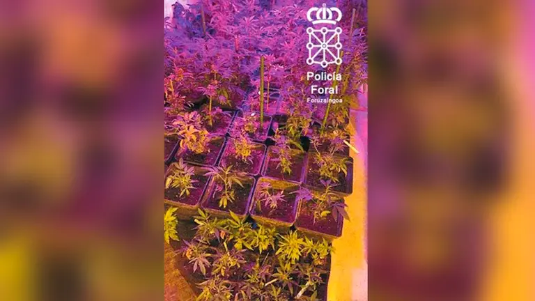 Plantación de marihuana encontrada en la vivienda de uno de los detenidos - POLICÍA FORAL