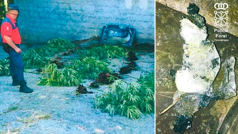Montaje con plantas de marihuana localizadas y el speed quemado POLICÍA FORAL