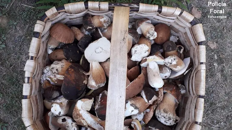 Cesto con hongos decomisado a uno de los denunciados en el parque de Bertiz..

La Policía Foral y el Guarderío de Medio Ambiente han denunciado en las últimas fechas a veinte personas al ser sorprendidas tras recoger hongos en el parque natural de Bertiz.

ESPAÑA EUROPA NAVARRA SOCIEDAD
POLICÍA FORAL