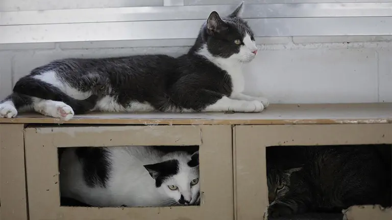 Varios gatos en una protectora de animales.Jesús Hellín/EP