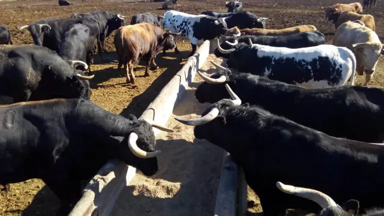 Toros de la ganadería El Uno acuden a la llamada del pienso en «El Maquilón». CEDIDA