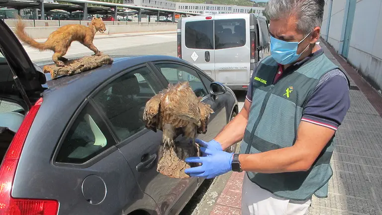 Un agente de la Guardia Civil con el animal protegido disecado. GUARDIA CIVIL
