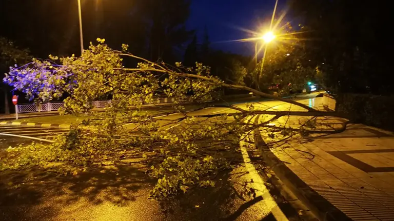 Árbol derribado por el viento en la calle Tajonar de Pamplona POLICÍA MUNICIPAL DE PAMPLONA