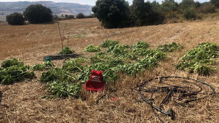 Parte de las plantas de marihuana encontradas en Yerri. POLICÍA FORAL