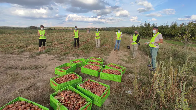 Primeros espigamientos del proyecto Buruxka. INTIA