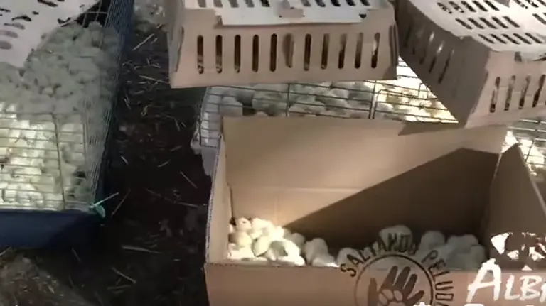 06/10/2020 Piden ayuda para salvar 20.000 pollitos abandonados en aeropuerto de Barajas tras rechazar un cliente su envío a África.

La Asociación para la Liberación y Bienestar Animal (ALBA) ha pedido ayuda para salvar a más de 20.000 pollitos de pocos días de vida abandonados el domingo en el aeropuerto Adolfo Suárez Madrid-Barajas porque un cliente rechazó el envío a África planificado.

ESPAÑA EUROPA MADRID SOCIEDAD
ALBA
