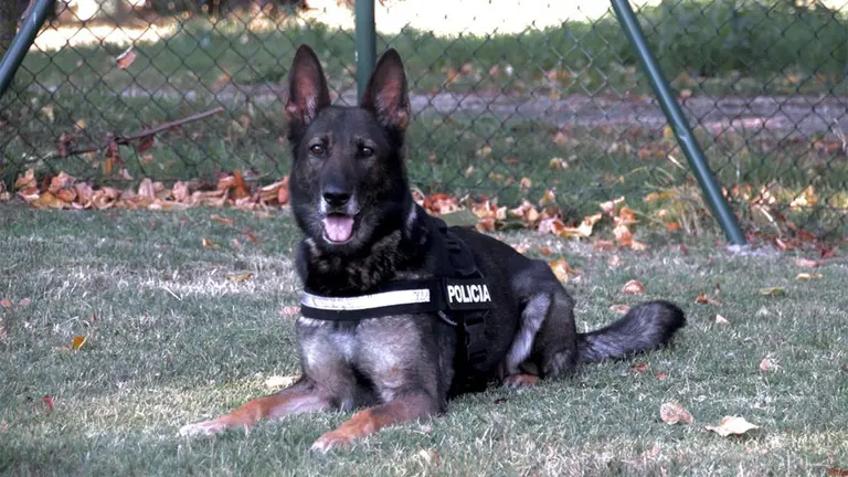 Lima, la perra de la Policía Foral que se jubila. TWITTER
