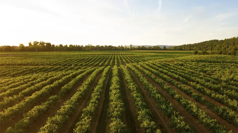 Imagen de archivo de una finca. ARCHIVO