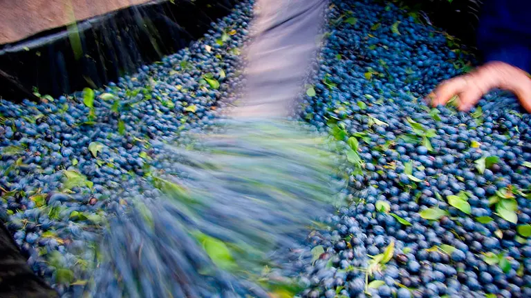 MADRID, 25/10/2020.- Imagen facilitada por la Indicación Geográfica Protegida (IGP) Pacharán Navarro de endrinas recolectadas en los campos de Navarra. El otoño es sinónimo de Pacharán Navarro, uno de los productos más arraigados en la cultura, la gastronomía y el turismo de esta región, que en esta época vive la fiesta de la recolección de las endrinas, frutos que se utilizan para elaborar esta bebida espirituosa, macerada con anís, y de la que en 2019 se comercializaron más de 3,39 millones de litros. EFE/IGP/ *****SÓLO USO EDITORIAL // NO VENTAS // NO ARCHIVO*****
