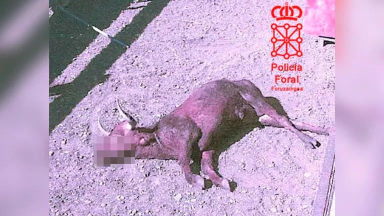 Novillo muerto en Marcilla. tres detenidos jóvenes en Funes.POLICIA FORAL