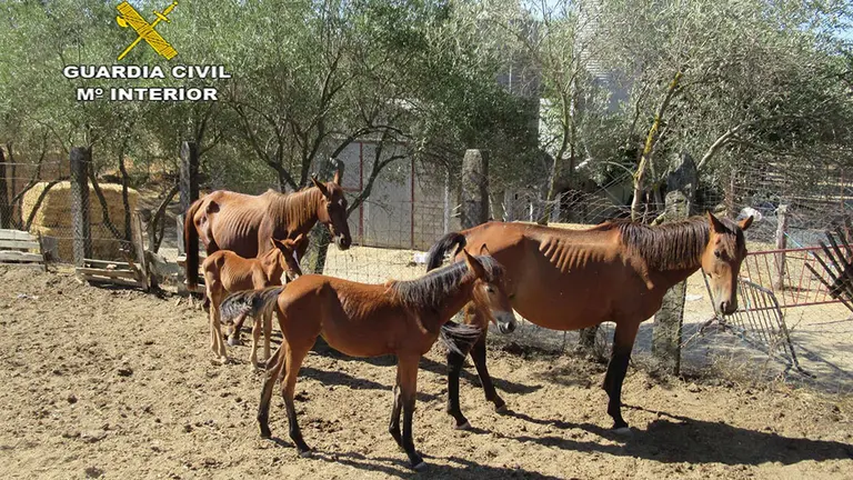 Guardia Civil descubre caballos desnutridos en Sevilla. GC