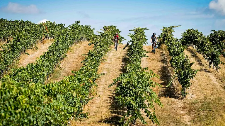 Viñedos Lezáun. Lacar. Navarra