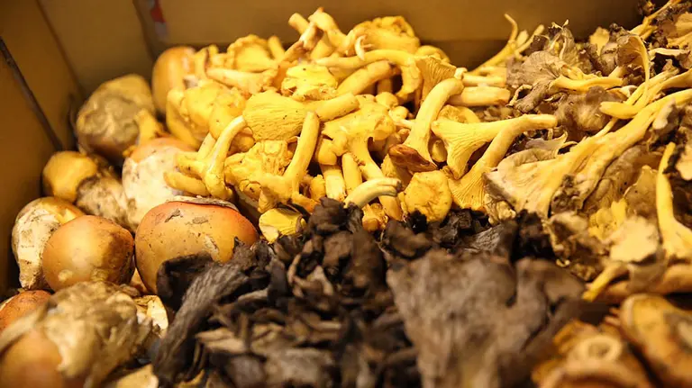 Setas. EUROPA PRESS (Archivo)