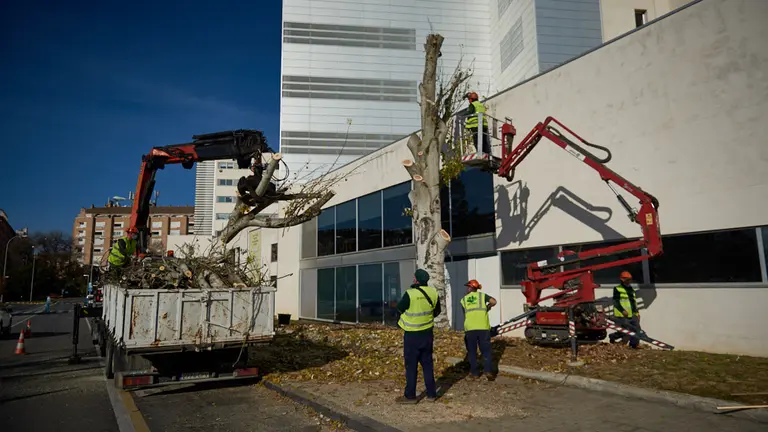 Tala de un arbol el tramo de la calle Irunlarrea junto al Área Materno-infantil del Complejo Hospitalario de Navarra
