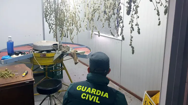 Agentes de la Guardia Civil han localizado una plantación de marihuana en una localidad de Tierra Estella.