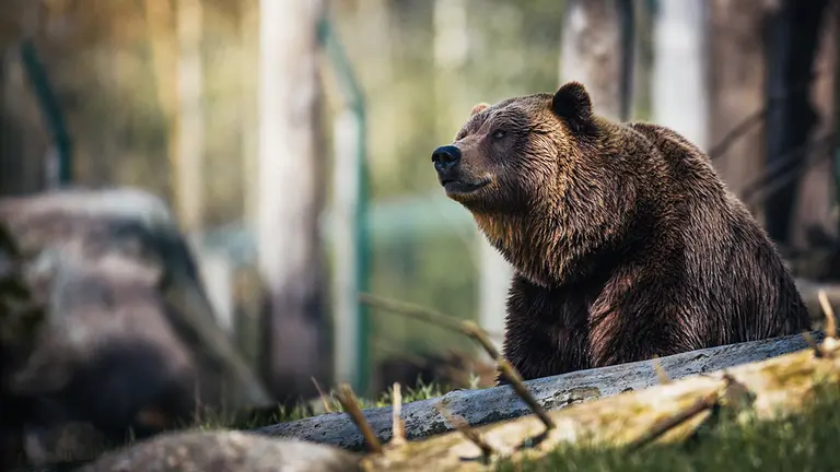 Imagen de un oso pardo. PEXELS