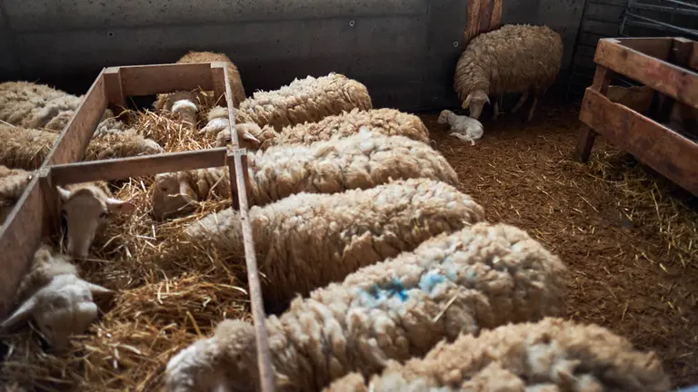 Un cordero recién parido, mientras tanto, las demás ovejas comen paja. PABLO LASAOSA