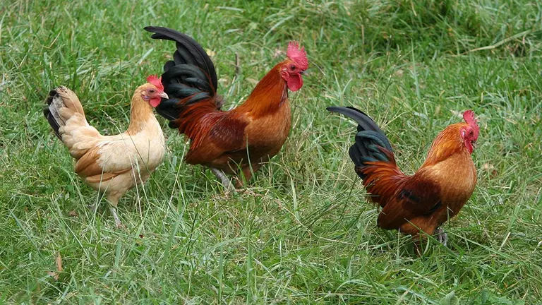 Gallinas en una granja. ARCHIVO