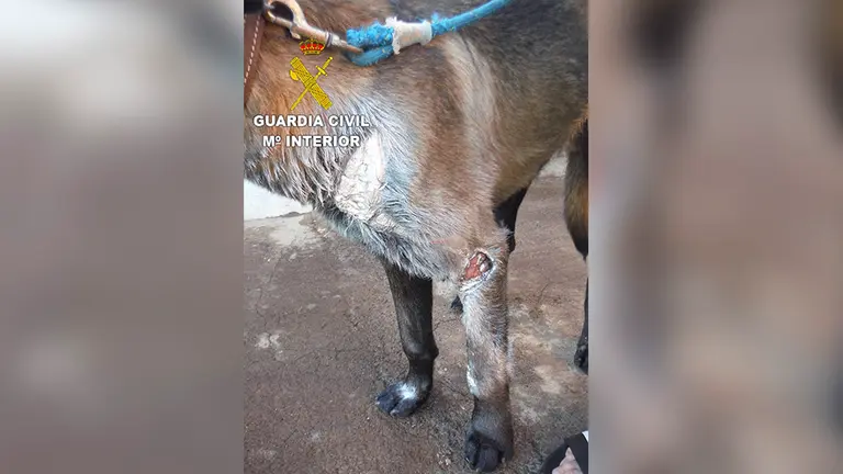Estado del perro tras sufrir el maltrato. GUARDIA CIVIL